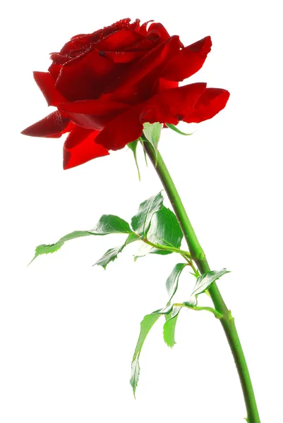 Rote Rose mit Blättern — Stockfoto