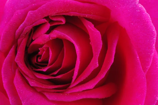 Růžová růže detail — Stock fotografie