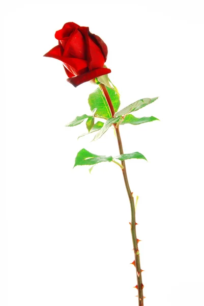 Czerwona róża z liśćmi — Zdjęcie stockowe