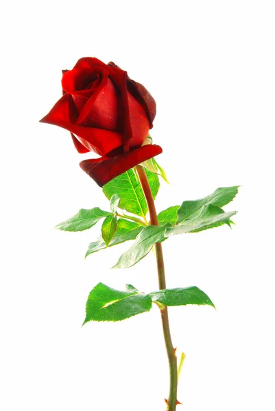 Κόκκινο τριαντάφυλλο με φύλλα — Φωτογραφία Αρχείου