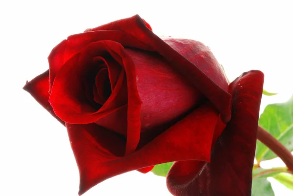 Rote Rose — Stockfoto