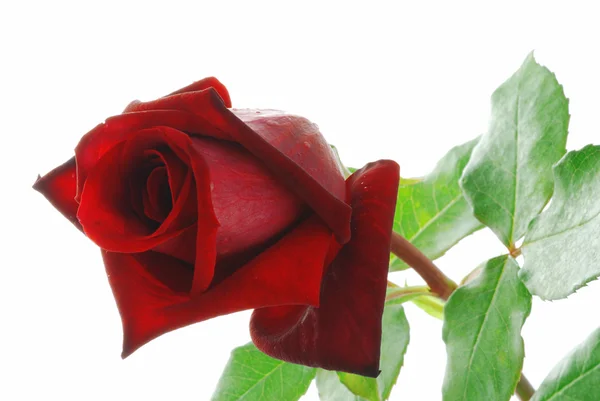 Красная роза с листьями — стоковое фото