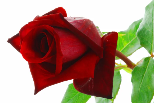 Rosa vermelha com folhas — Fotografia de Stock