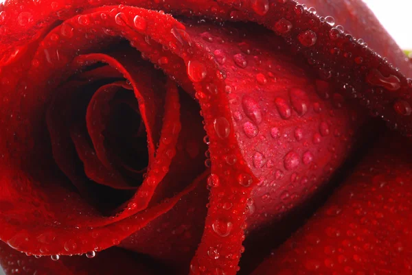Роза росою — стокове фото