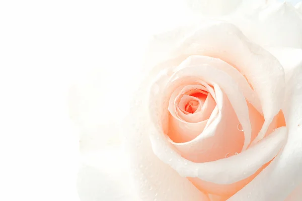 Ροζ τριαντάφυλλο — Φωτογραφία Αρχείου