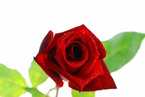Czerwona róża z liśćmi — Zdjęcie stockowe