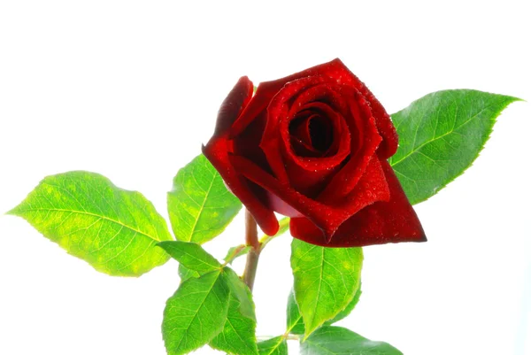 Rosa roja con hojas —  Fotos de Stock