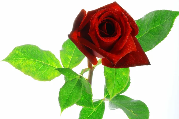 Червона троянда з листям — стокове фото