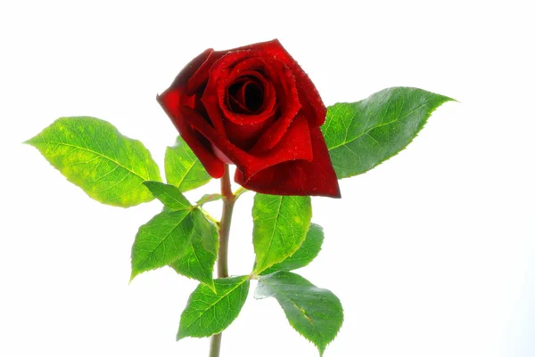 Röd ros med blad — Stockfoto