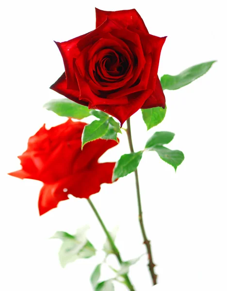 Vörös rózsa levelekkel — Stock Fotó