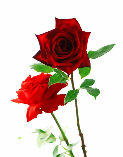 Rosa roja con hojas —  Fotos de Stock