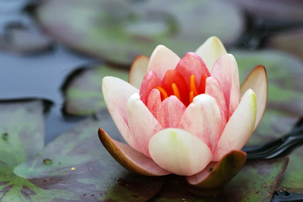 Pink water lilly — Stock Photo, Image