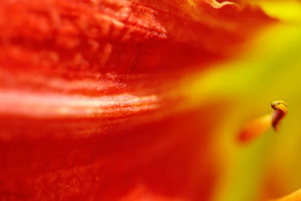 Lily petal — Stock Photo, Image