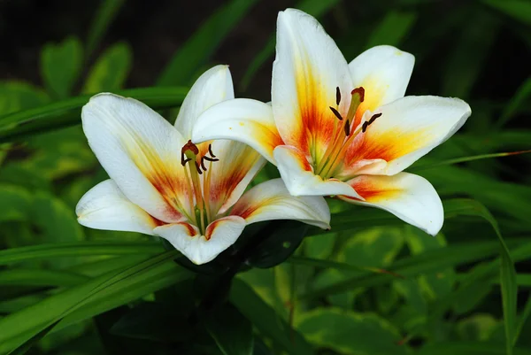 Lillies. — Foto Stock