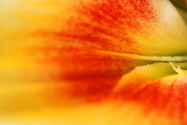 Lily petal — Stock Photo, Image
