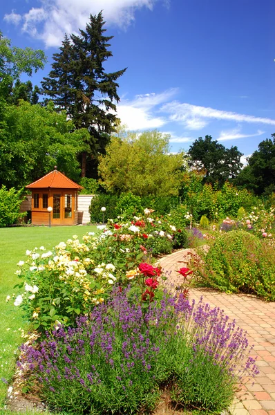 Trädgård med rosor — Stockfoto