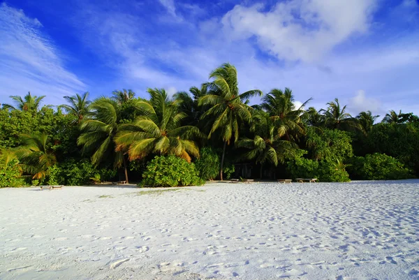 Stranden wth kokospalmer — Stockfoto