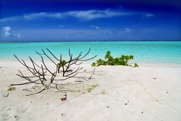 Tropical paradise — Stock Photo, Image