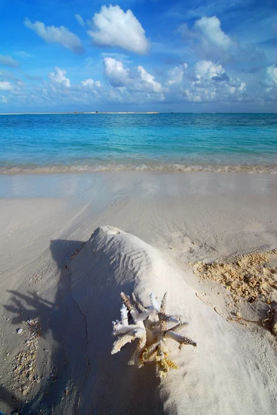 Playa y coral — Foto de Stock