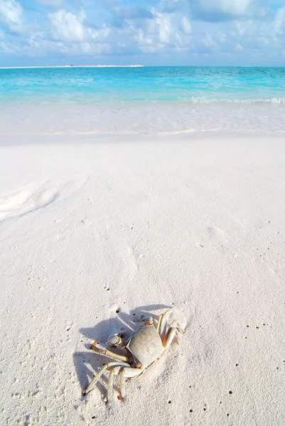 Krab na tropikalnej plaży — Zdjęcie stockowe