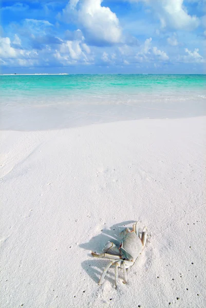 Cangrejo en una playa tropical — Foto de Stock