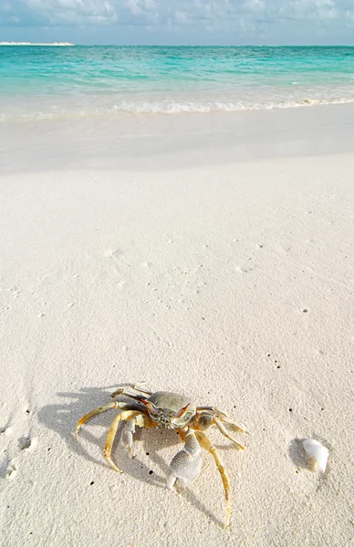 Crab on a tropical beach — Stock Photo, Image