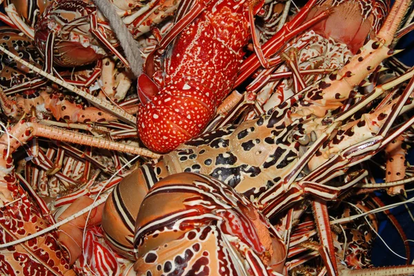Fundo de lagosta — Fotografia de Stock