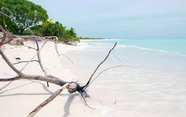 Malediwskim plaży — Zdjęcie stockowe