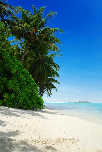 Beach Maldivler — Stok fotoğraf