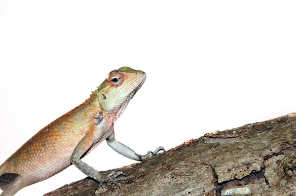Gecko — Stock fotografie