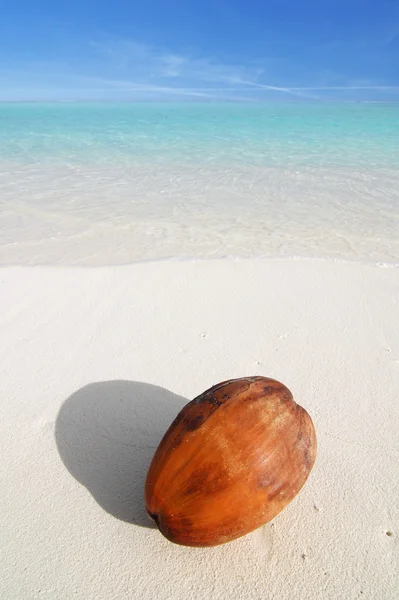 Noce di cocco sulla spiaggia — Foto Stock
