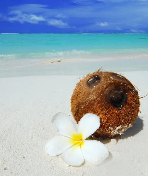 Coconut on the beach — Stock Photo, Image