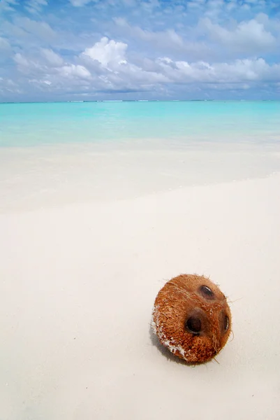 समुद्र तट पर नारियल — स्टॉक फ़ोटो, इमेज