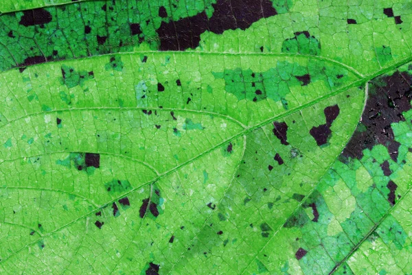 Φύλλα μακροεντολών — Φωτογραφία Αρχείου
