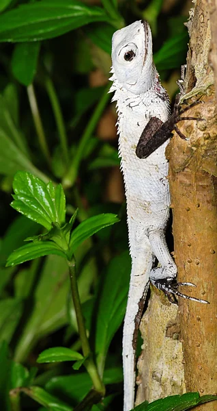 Tropische weiße Eidechse — Stockfoto