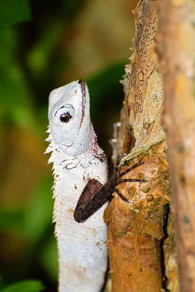 Тропическая белая ящерица — стоковое фото