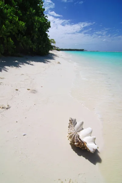 Skorupa na plaży — Zdjęcie stockowe