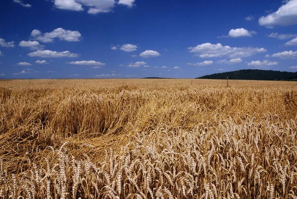 Поле спелой пшеницы — стоковое фото
