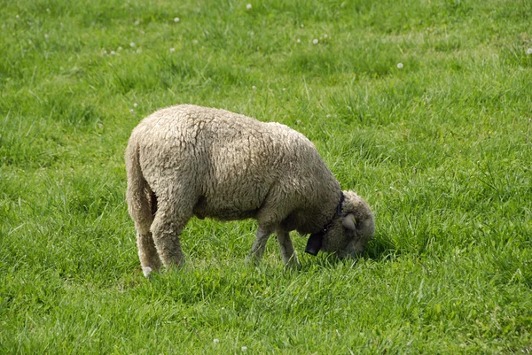 Moutons dans l'herbe — Photo