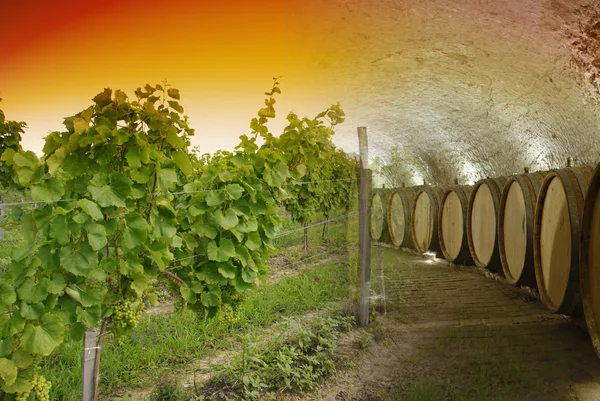 Stock image Wine cellar and winery