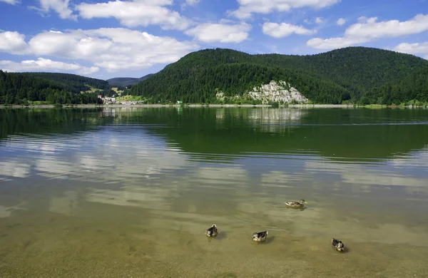 Lake with ducks — Stock Photo, Image