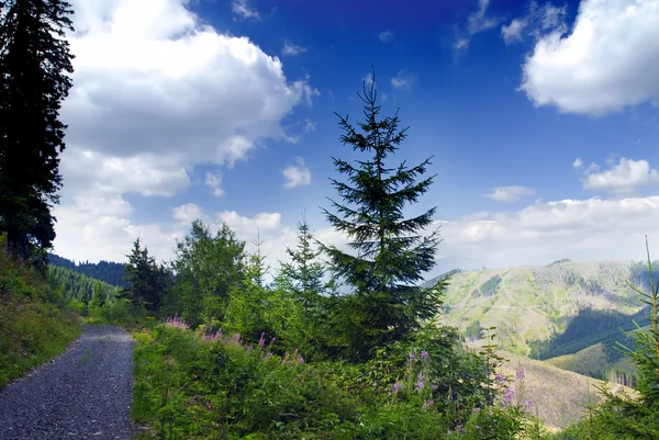 Альпийский луг и дорога — стоковое фото