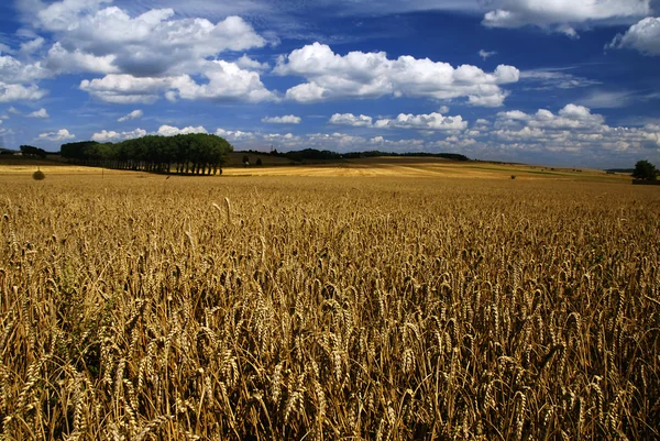 Feld mit Weizen — Stockfoto