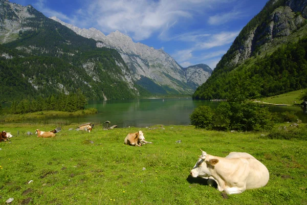 Krávy a Königssee — Stock fotografie