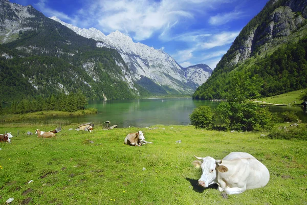 Коровы и Кенигсси — стоковое фото