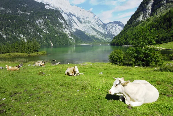 Vacas e Koenigssee — Fotografia de Stock