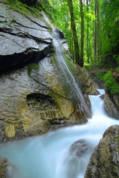 Cachoeira e floresta — Fotografia de Stock