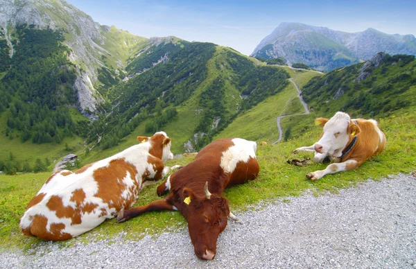 Ленивые коровы — стоковое фото