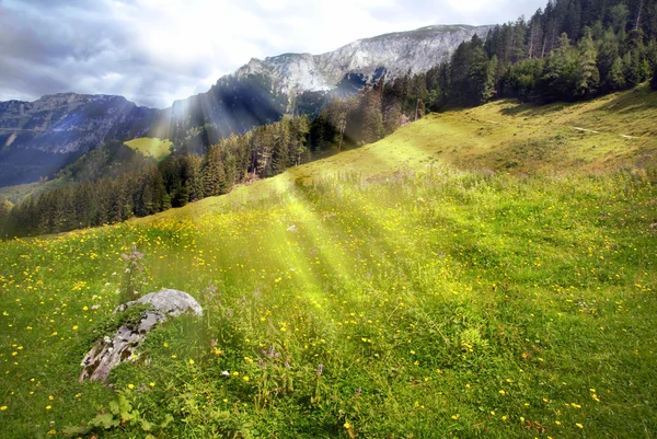 Alpejska łąka i słońce — Zdjęcie stockowe
