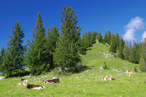 Alpi e mucche — Foto Stock
